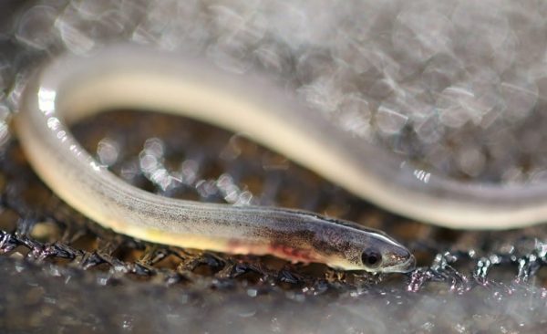 Procjena stanja populacije evropske jegulje u rijeci Bojani