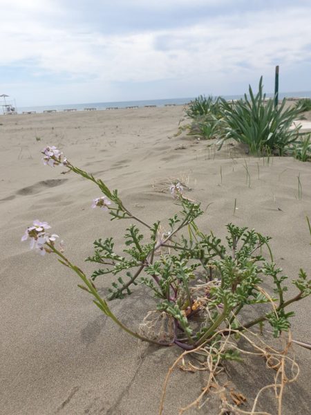 Jačanje zaštite i unapređenje upravljanja Deltom Bojane u Crnoj Gori